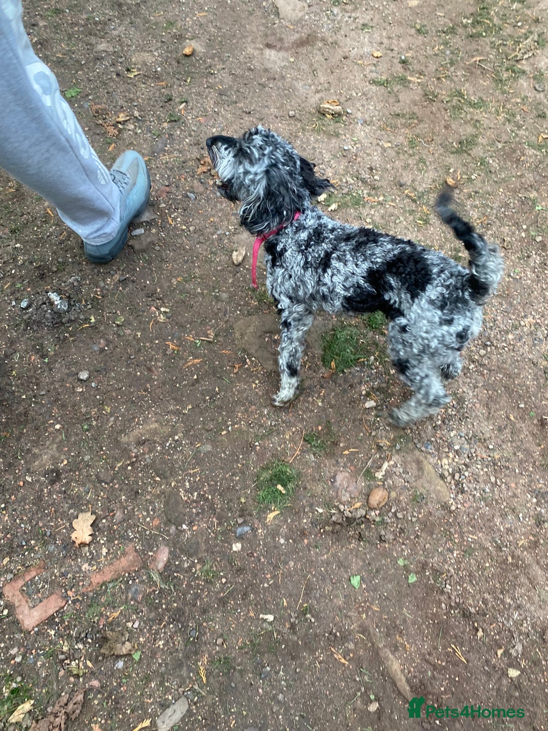 Cockapoo dogs for sale: Cockapoo 2 year old - Advert 15