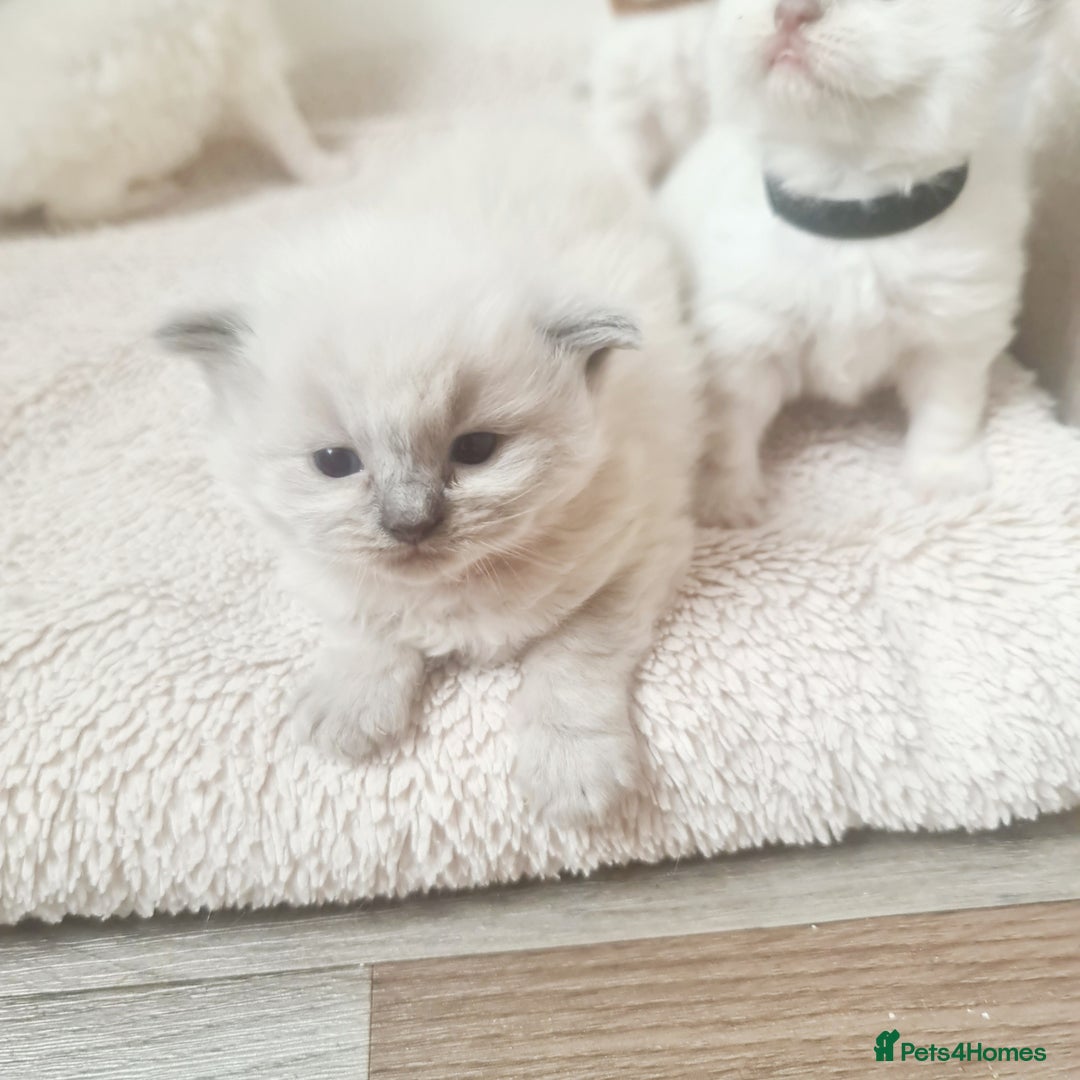 Ragdoll cats for sale: Pure ragdoll kitten for reservation now - Image 9