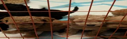 Cockapoo dogs for sale: Toy  teddy cockapoo babies  - Advert 4