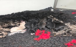 Cavapoo dogs for sale: Cavapoo puppies  - Image 4