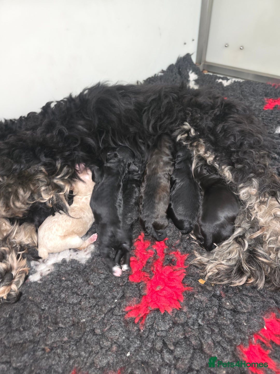 Cavapoo dogs for sale: Cavapoo puppies  - Image 4
