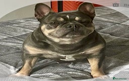 Mixed Breed dogs for sale: French Bullweilers - Image 9