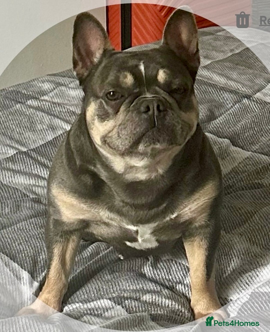 Mixed Breed dogs for sale: French Bullweilers - Image 9