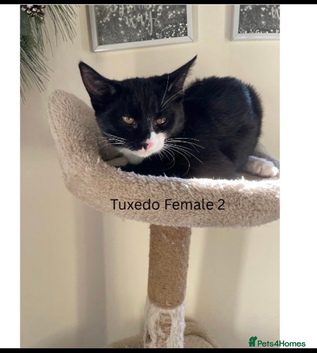 Mixed Breed cats for sale: Adorable 5 mixed breed kitties  - Advert 5