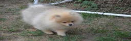 Pomeranian dogs for sale: Bentley – Beautiful Silver-Toned Pomeranian Boy 🐾 - Advert 4