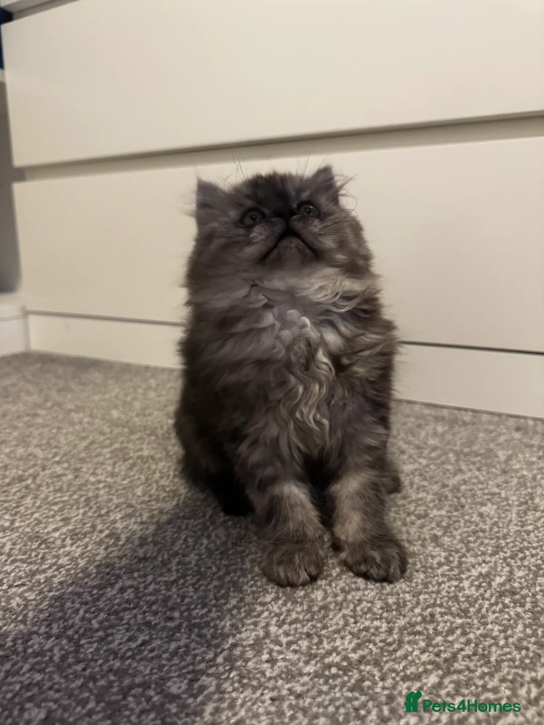 Persian cats for sale: Doll face persian - Advert 8