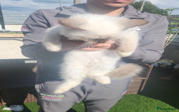 Ragdoll cats for sale: PURE BREED RAGDOLL KITTERNS - Image 13