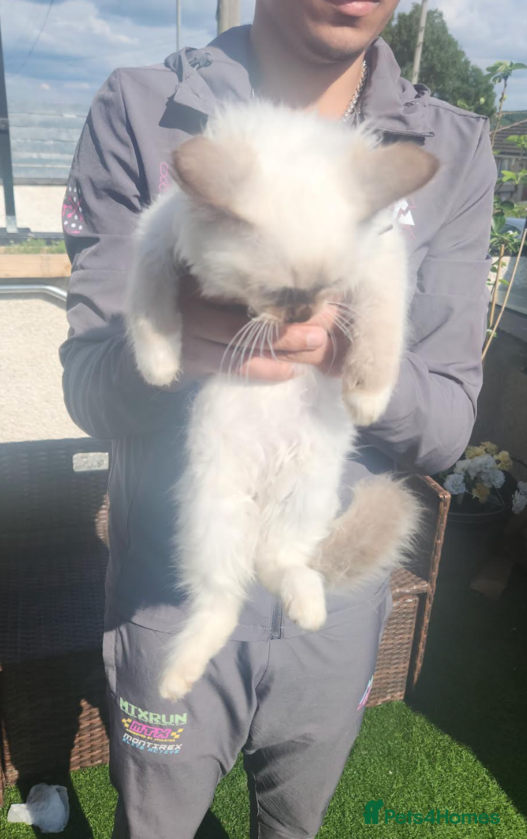 Ragdoll cats for sale: PURE BREED RAGDOLL KITTERNS - Image 13