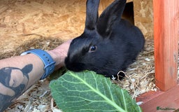 English rabbits for sale: New Zealand X English boy **READY NOW** - Image 6