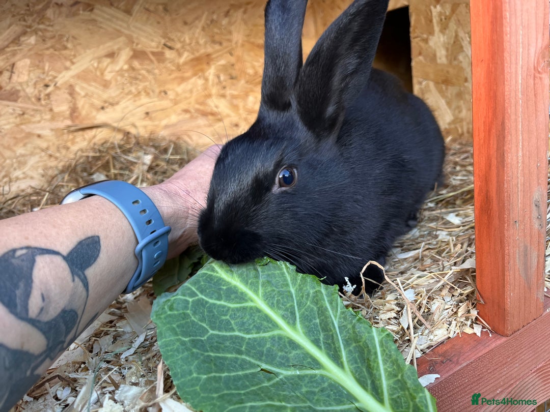 English rabbits for sale: New Zealand X English boy **READY NOW** - Image 6