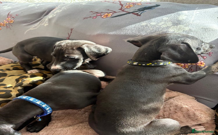 Mixed Breed dogs - Advert 7