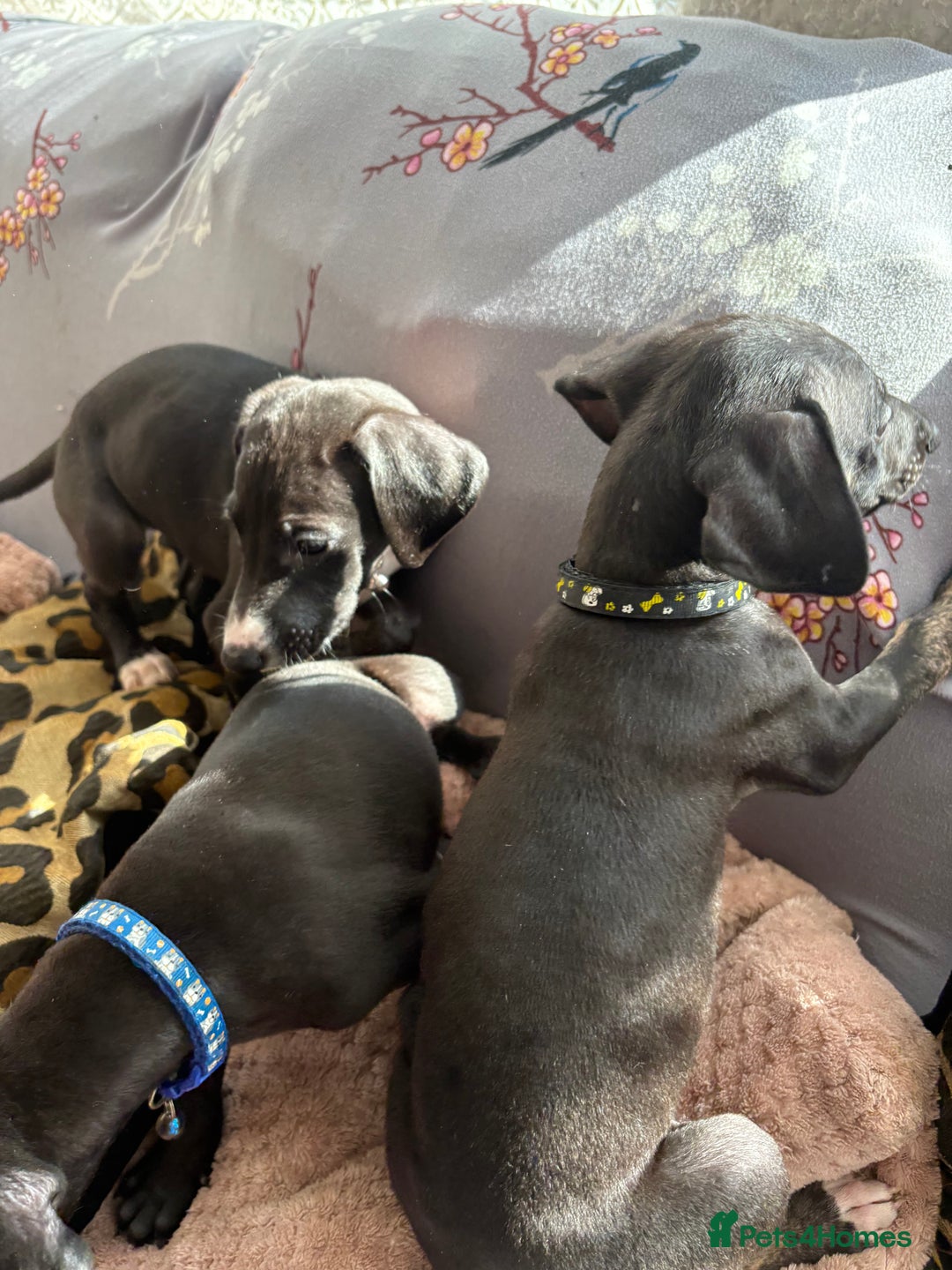 Mixed Breed dogs for sale: Saluki x lurcher/whippet puppies - Image 1