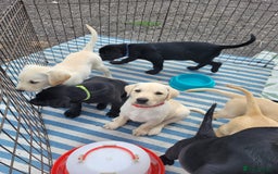 Labrador Retriever dogs for sale: KC Labrador puppies #READY TO LEAVE# - Image 17