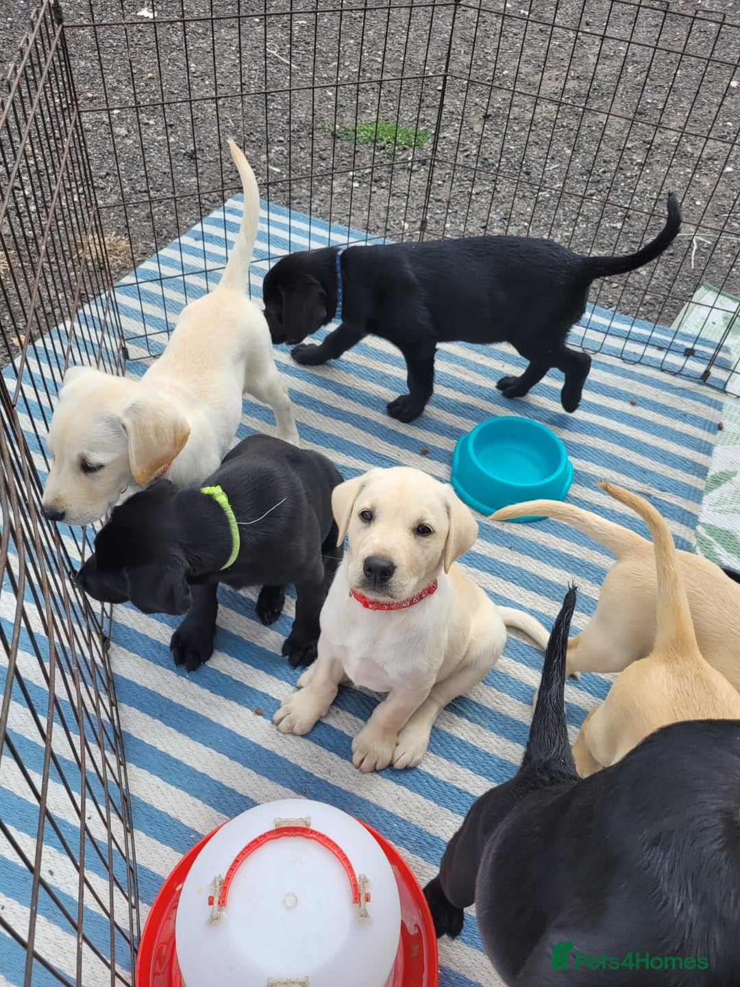 Labrador Retriever dogs for sale: KC Labrador puppies #READY TO LEAVE# - Image 17