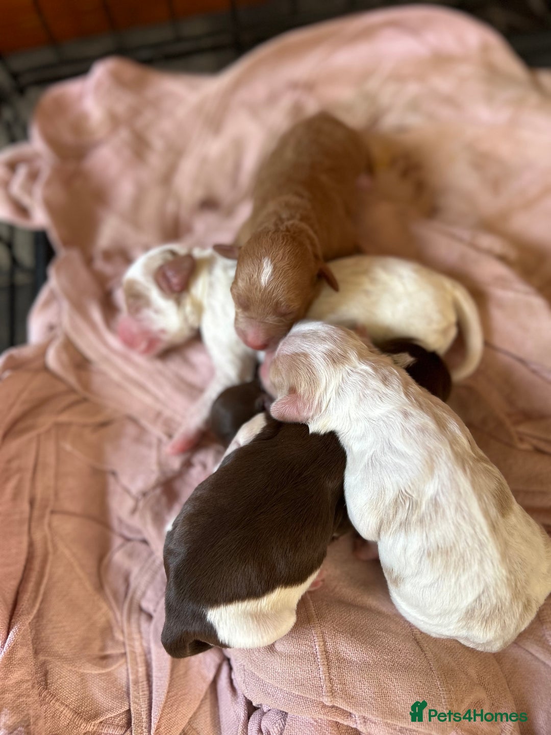 Mixed Breed dogs for sale: CockerpooXitalian spinone poo  - Image 7