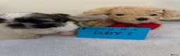 Shih Tzu dogs for sale: 7 shih tzu puppies are looking new home  - Advert 3