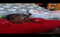 Dachshund dogs for sale: Beautiful Dachshund Puppies - Advert 13