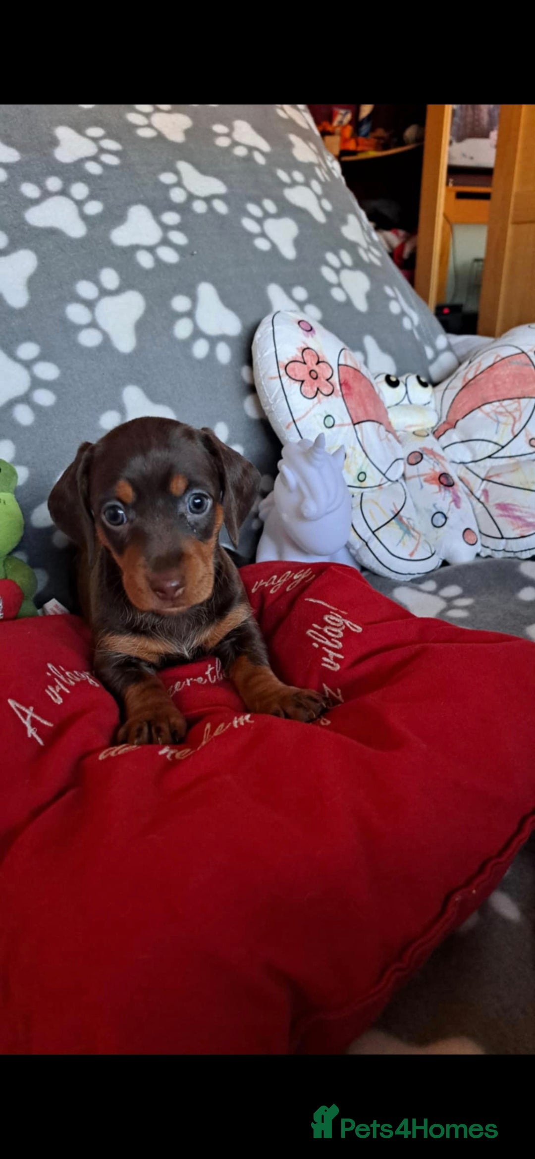 Dachshund dogs for sale: Beautiful Dachshund Puppies - Advert 13
