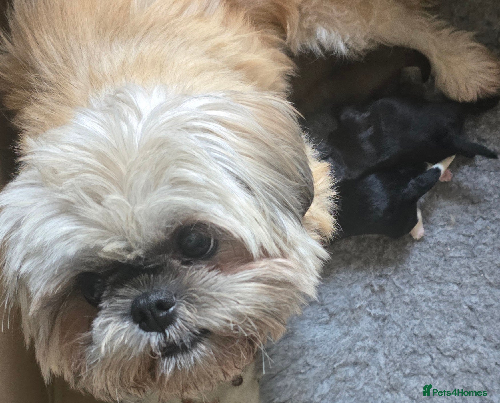 Shih Tzu dogs 5 Shih Tzu puppies  - Advert 2