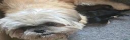 Shih Tzu dogs for sale: 5 Shih Tzu puppies  - Advert 1