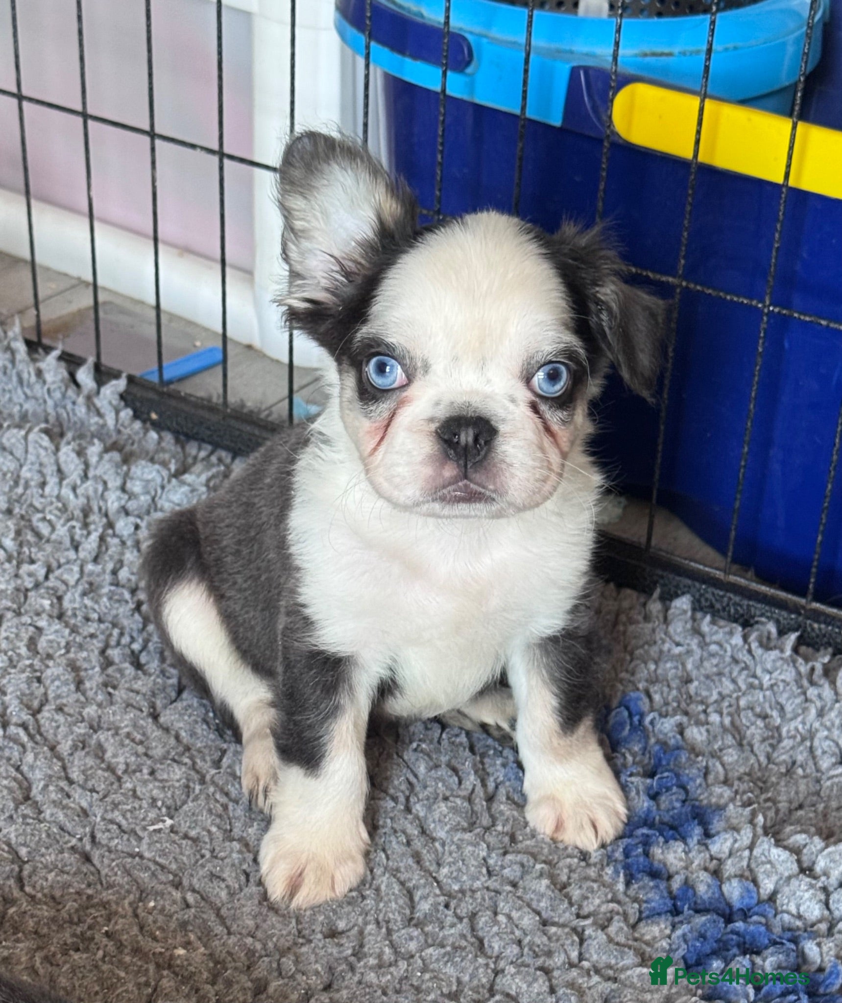 French Bulldog dogs Adorable fluffy frenchies - Advert 15