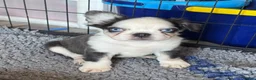 French Bulldog dogs for sale: Adorable fluffy frenchies - Advert 2