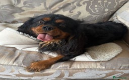 Cavalier King Charles Spaniel dogs for stud: Black and Ruby cavalier for stud  - Image 3