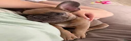 French Bulldog dogs for sale: Male French bulldog puppy - Advert 2