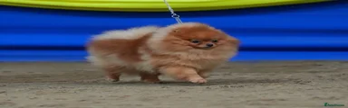 Pomeranian 1