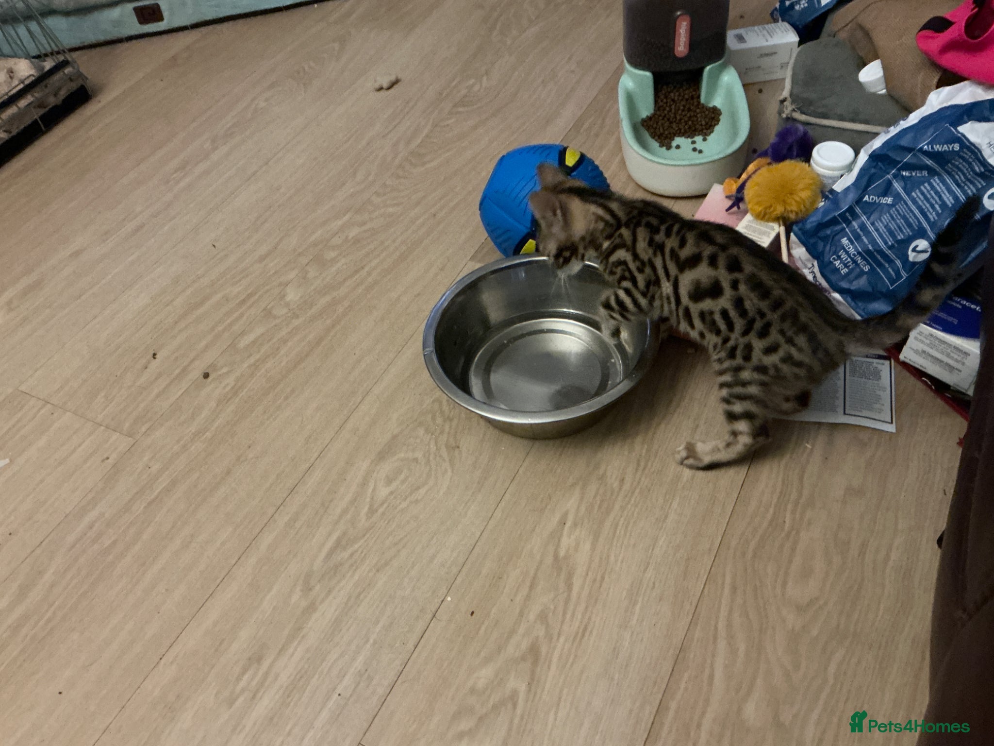 Bengal cats brown boy selling with no fault of his own  - Advert 2
