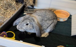 Mini Lop rabbits for sale: Adorable Mini-Lop-Cross - Image 3