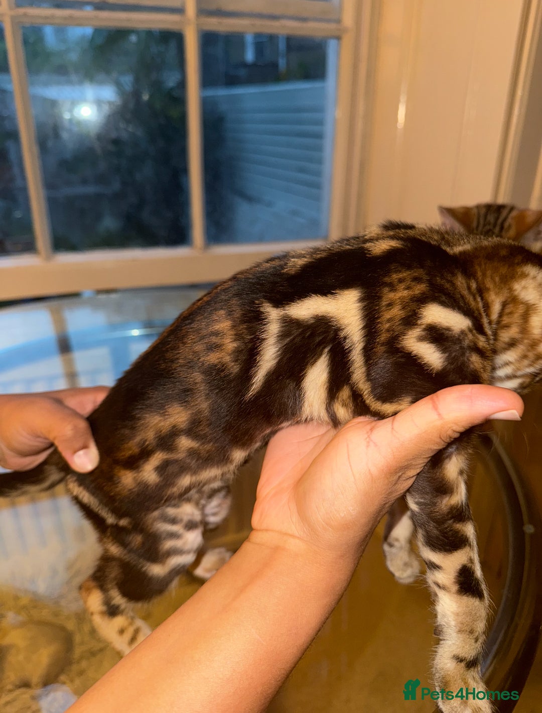 Bengal cats for sale: Pure Bengal Kittens - Image 4