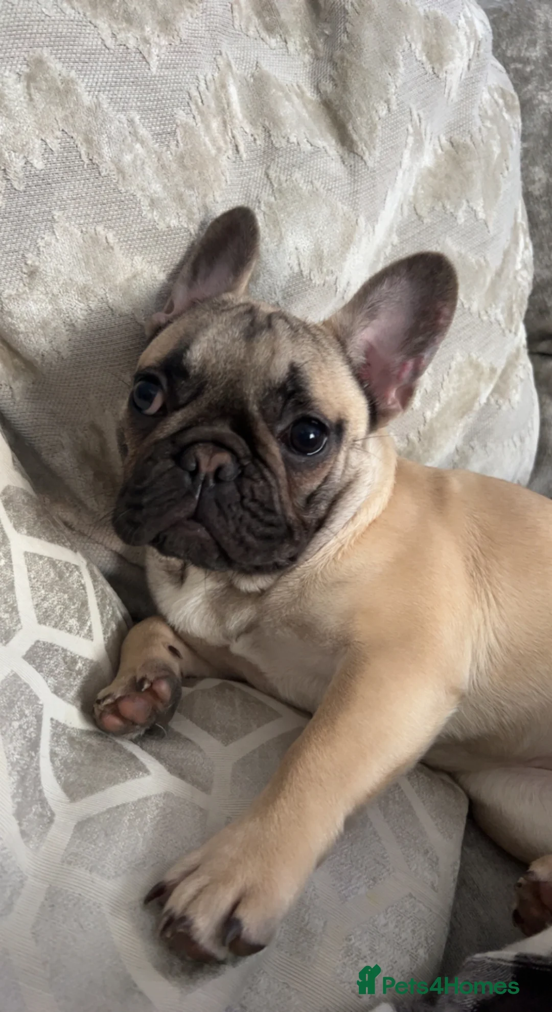 French Bulldog dogs for adoption: French bulldog 3 years old - Advert 5