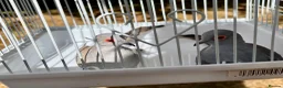 Doves birds for sale: Beautiful diamond doves for sale - Advert 3