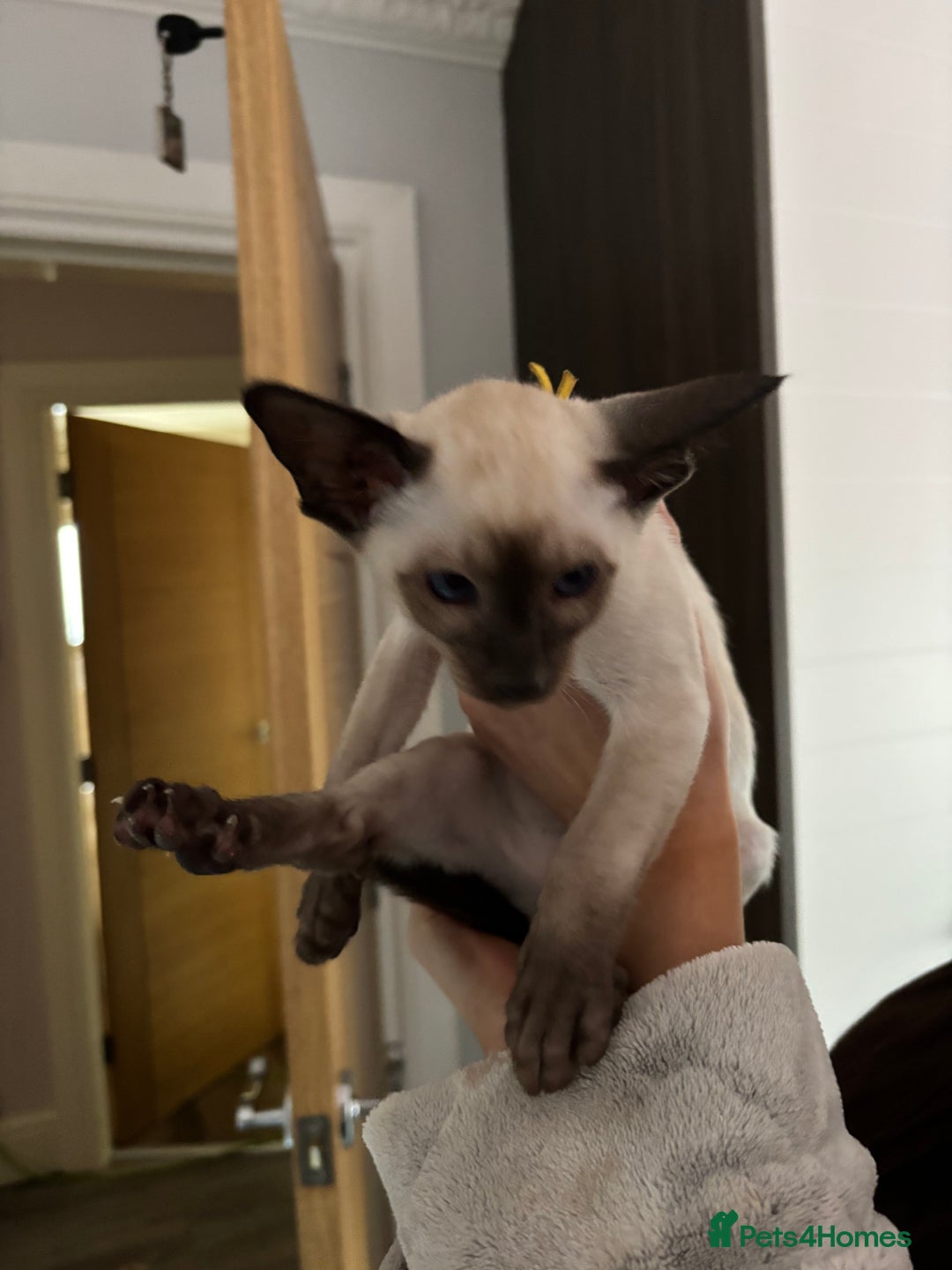 Siamese cats for sale: SIAMESE KITTENS - Advert 2
