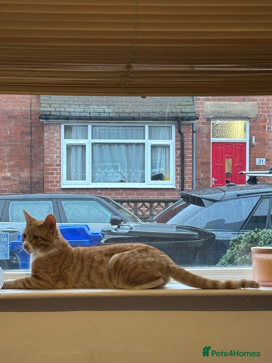 Mixed Breed cats for sale: 10 month orange tabby - Advert 3