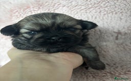 Shih Tzu dogs for sale: Imperial Shih Tzu male - Advert 1