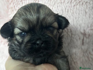 Shih Tzu dogs Imperial Shih Tzu male - Advert 5