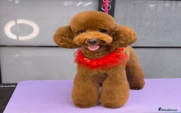 Toy Poodle dogs for stud: MULTI-AWARD WINNING SHOW DOG FOR STUD✨🐩 - Image 1