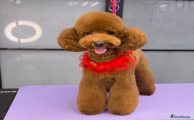 Toy Poodle dogs - Advert 2
