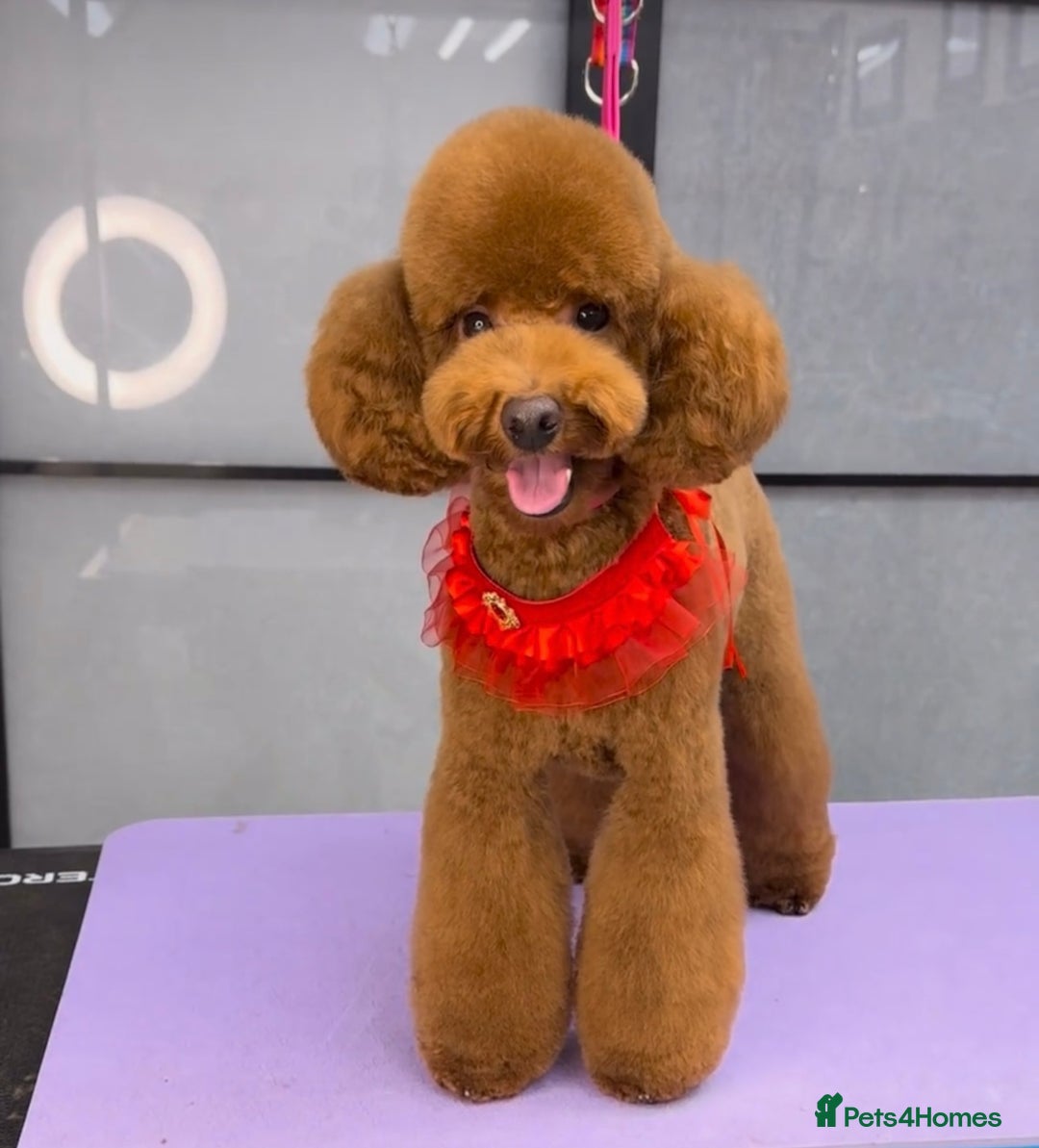 Toy Poodle dogs for stud: MULTI-AWARD WINNING SHOW DOG FOR STUD✨🐩 - Image 1