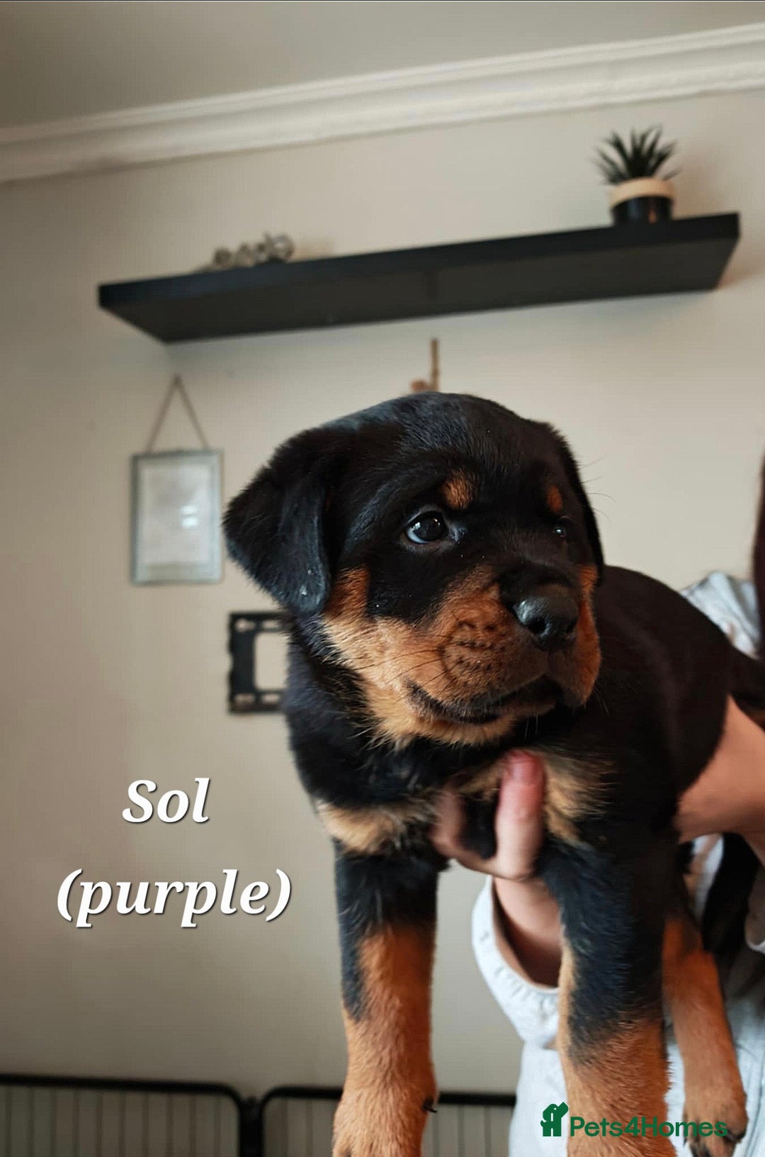 Rottweiler dogs for sale: Rottweiler puppies - Image 5