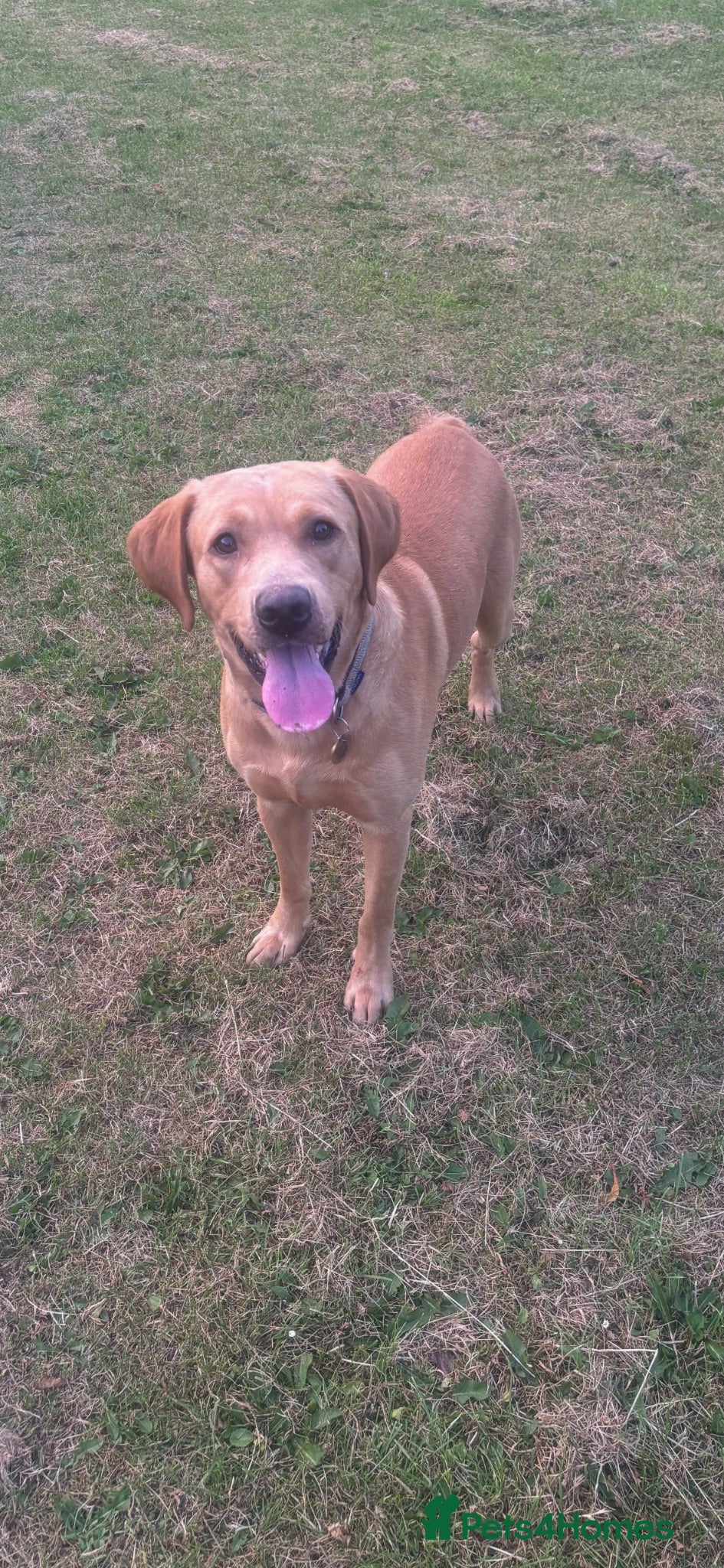 Labrador Retriever dogs Labrador for stud - Advert 4