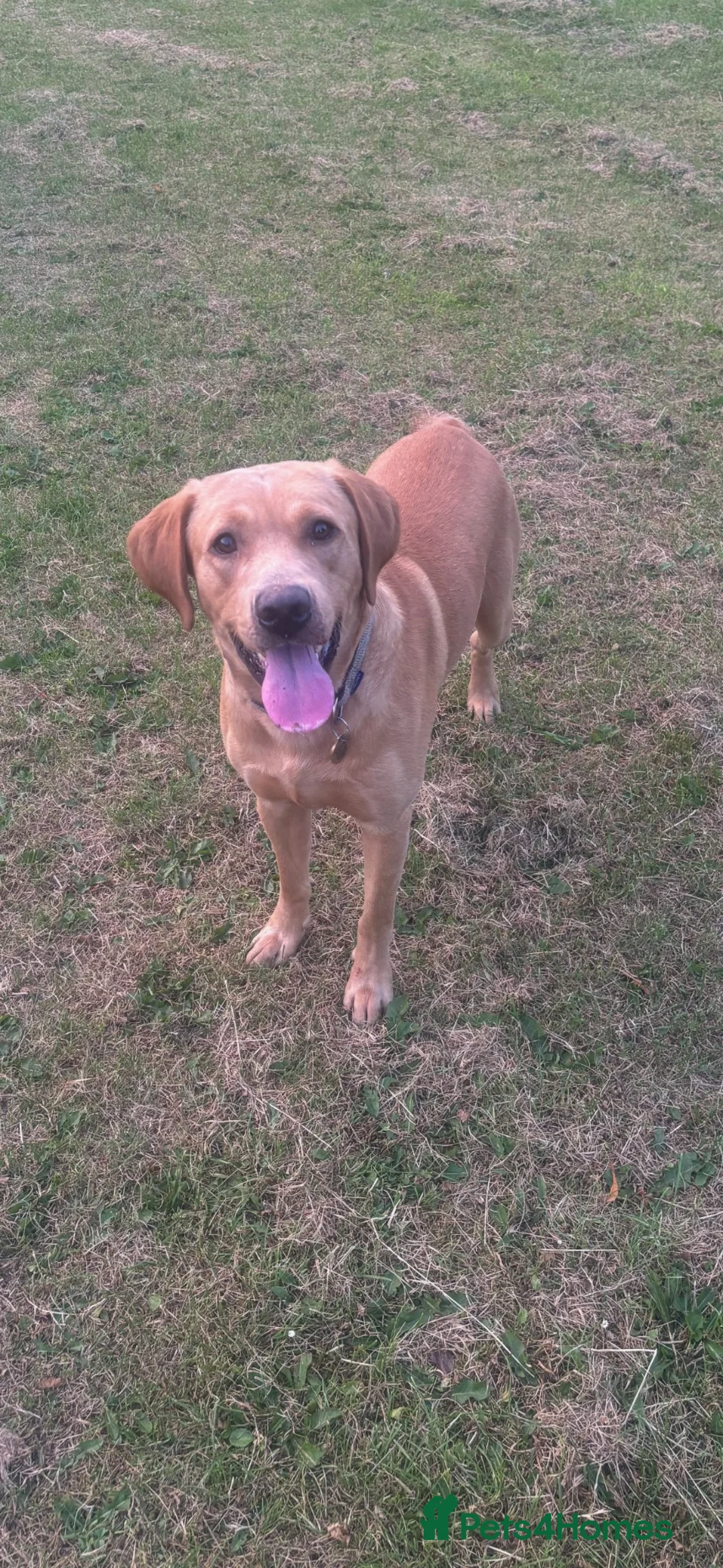Labrador Retriever dogs for stud: Labrador for stud in Ferryhill - Advert 1