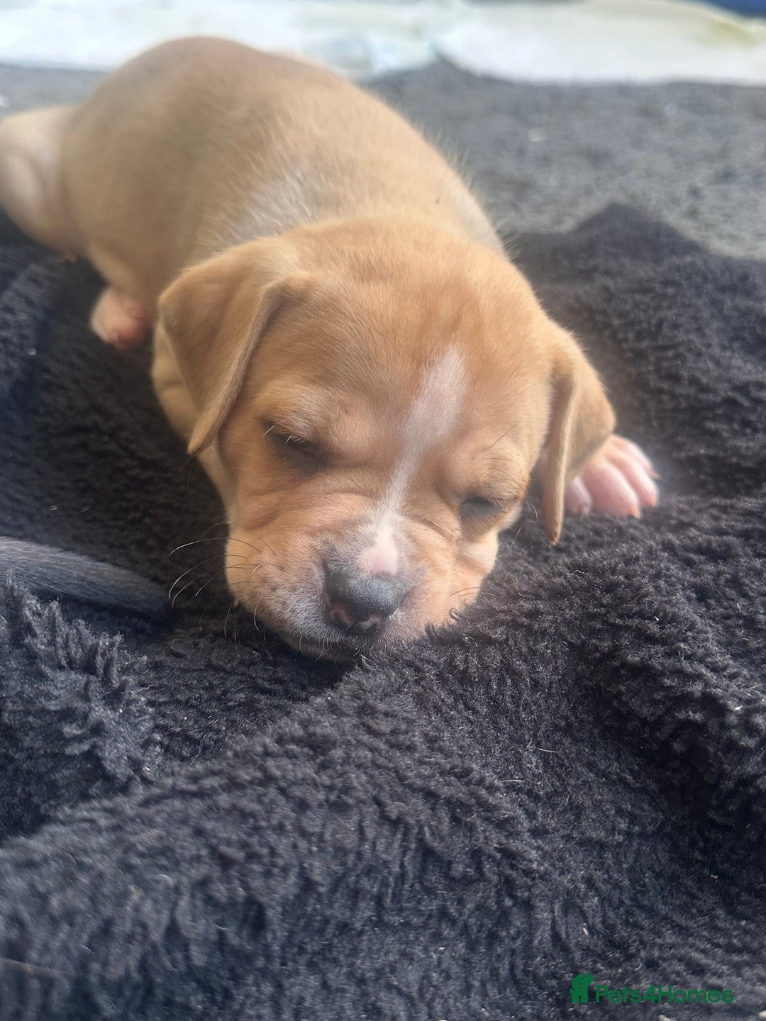 Mixed Breed dogs for sale: Pups for sale - Image 4