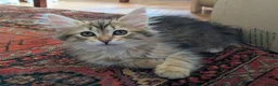 Siberian cats for sale: Siberian tortie tabby girl, GCCF registered  - Advert 7