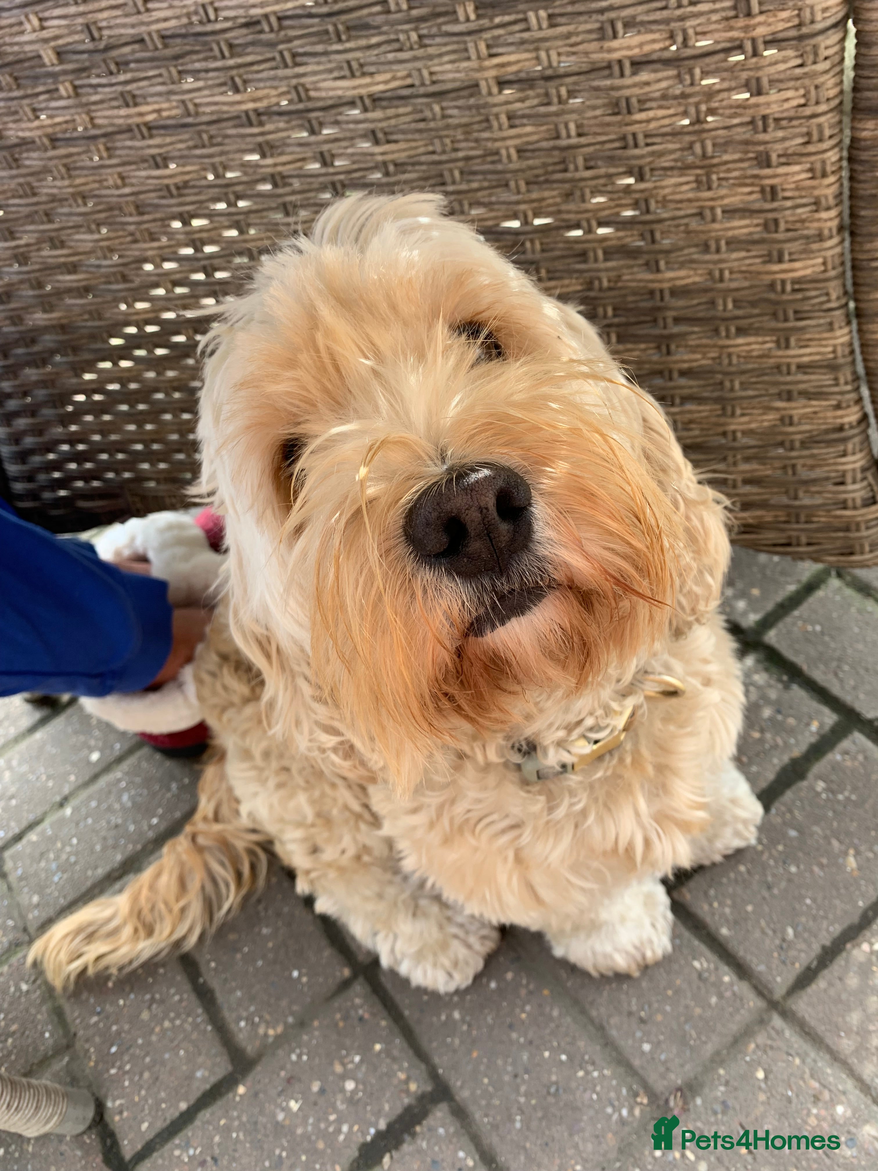 Cockapoo dogs Gorgeous little Cockerpoo Boy - Advert 8