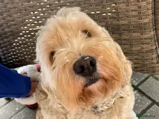 Cockapoo dogs Gorgeous little Cockerpoo Boy - Advert 8