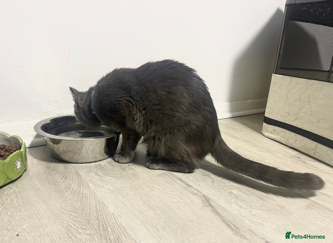 British Shorthair cats for sale: 2 BSH girls for sale together or separate - Image 6