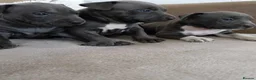 Staffordshire Bull Terrier dogs for sale: Staffordshire Bull Terrier  in Wolverhampton - Advert 10